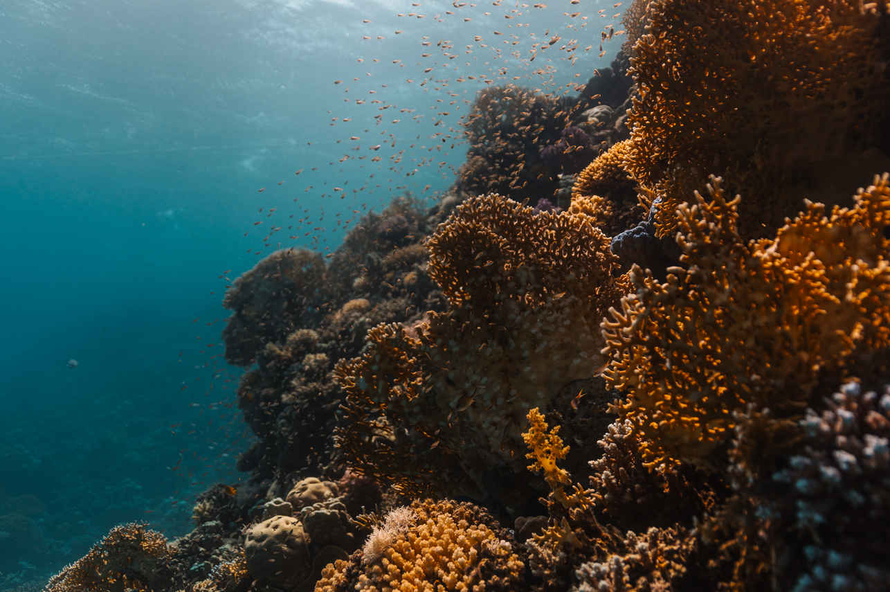 Coral Reef - Sindalahs