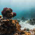 Coral Reef - Sindalahs