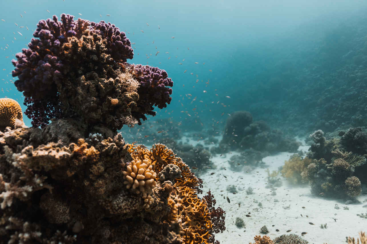 Coral Reef - Sindalahs