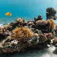 Marine Life - Sindalahs