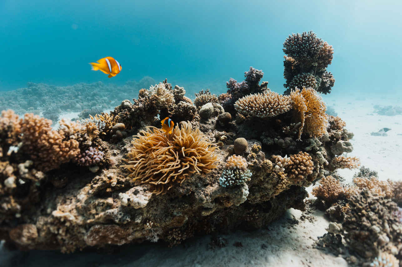 Marine Life - Sindalahs