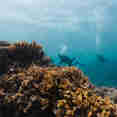 Diving