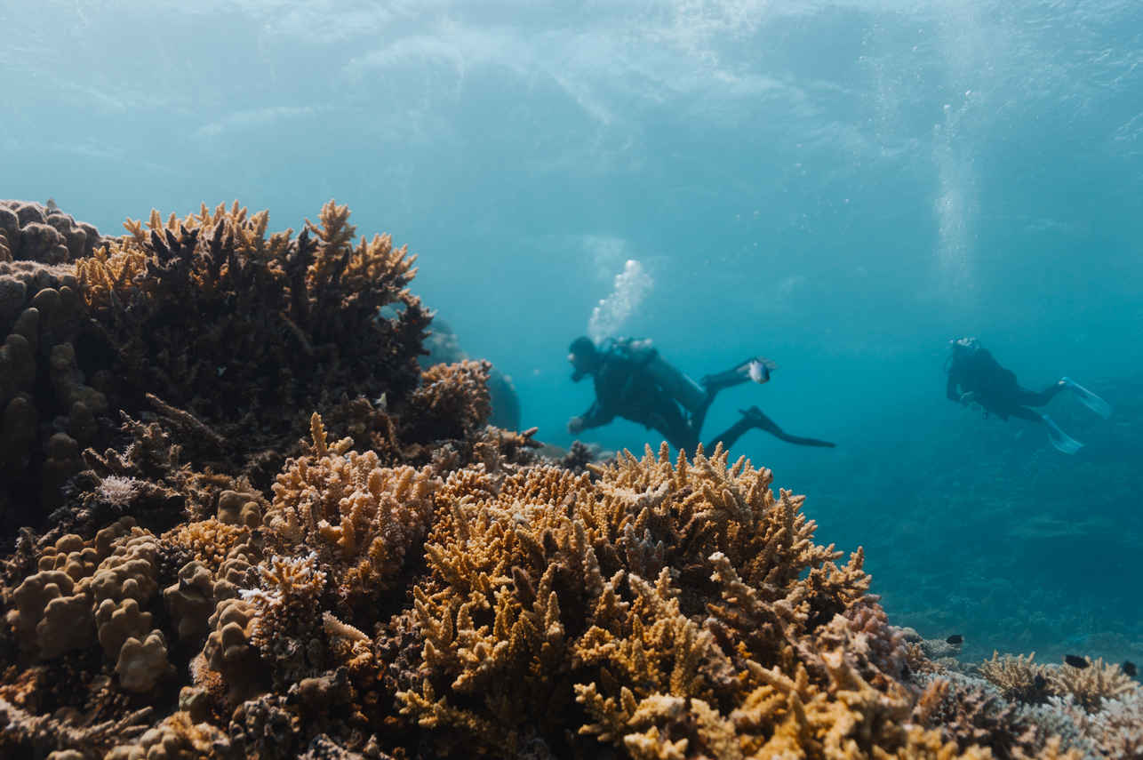 Diving