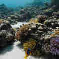 Coral Reef - Sindalahs