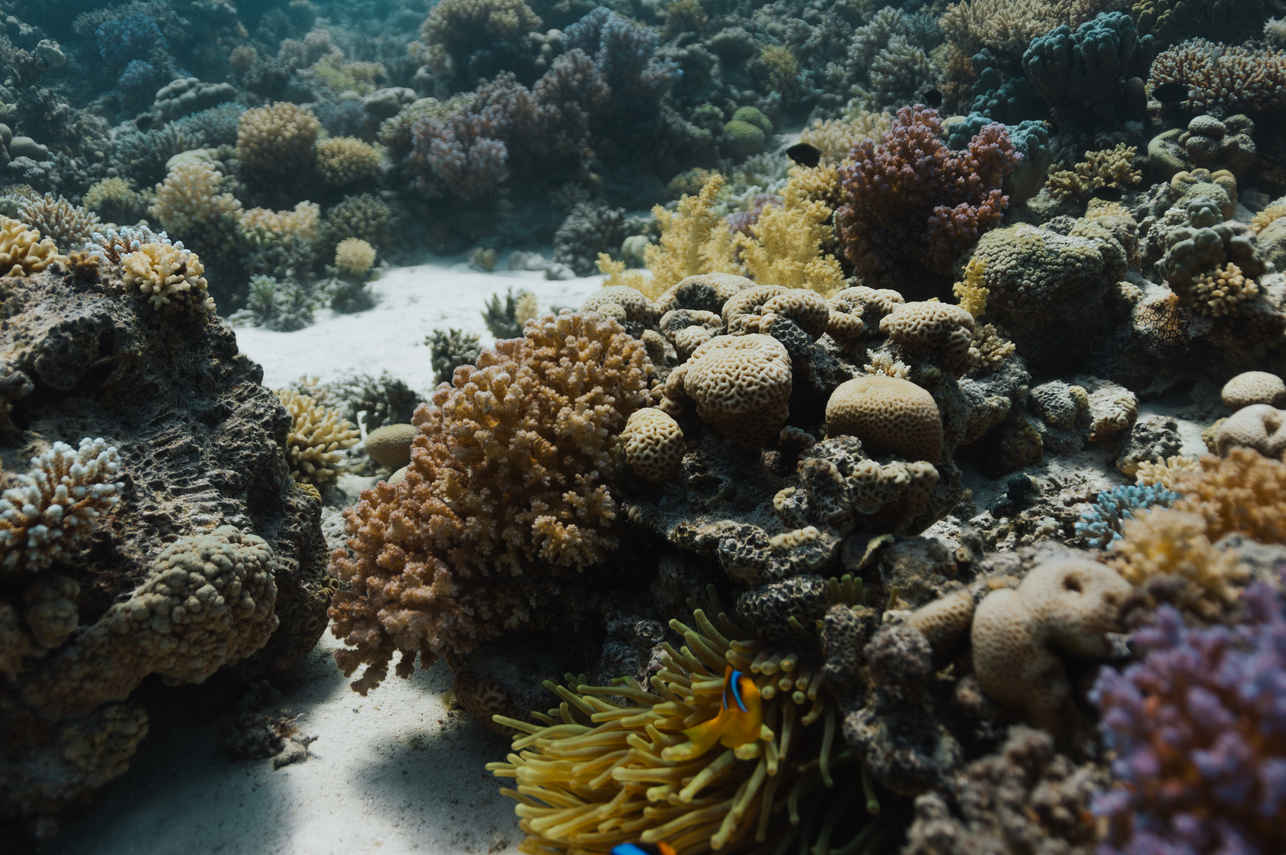 Coral Reef - Sindalahs