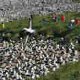 Albatross