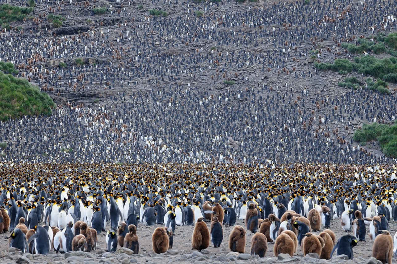 King Penguins