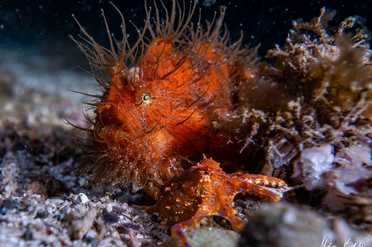 Marine Life - Naga Biru