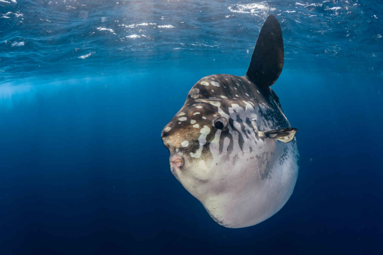 Marine Life - Naga Biru