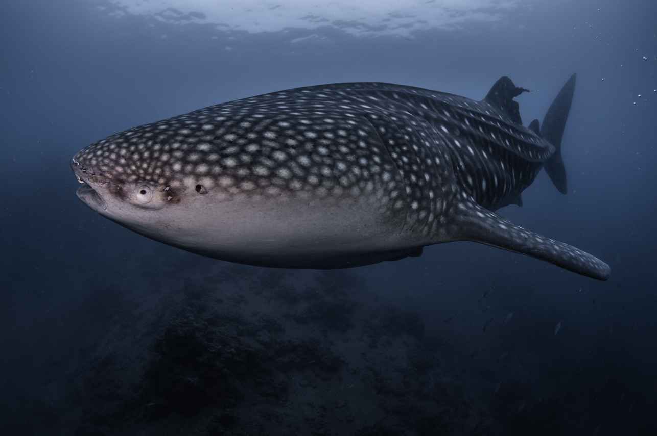 Marine Life - Naga Biru