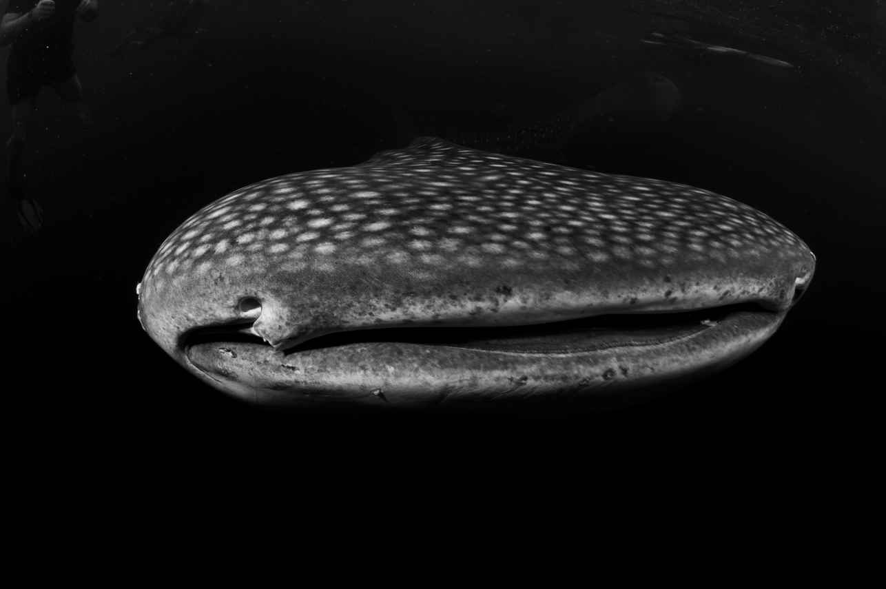 Marine Life - Naga Biru