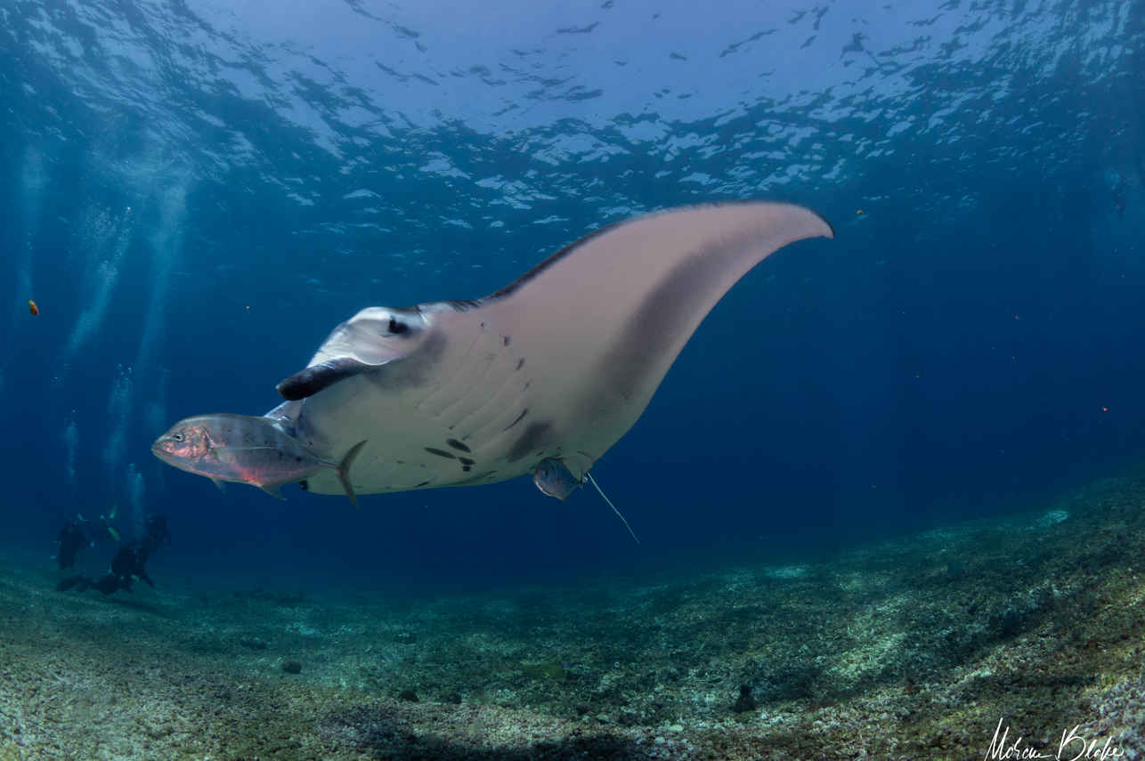 Marine Life - Naga Biru