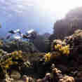 Diving