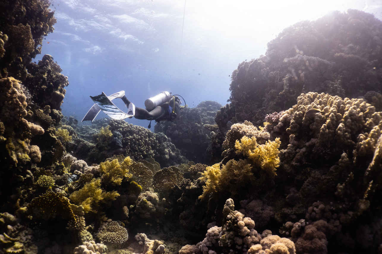 Diving