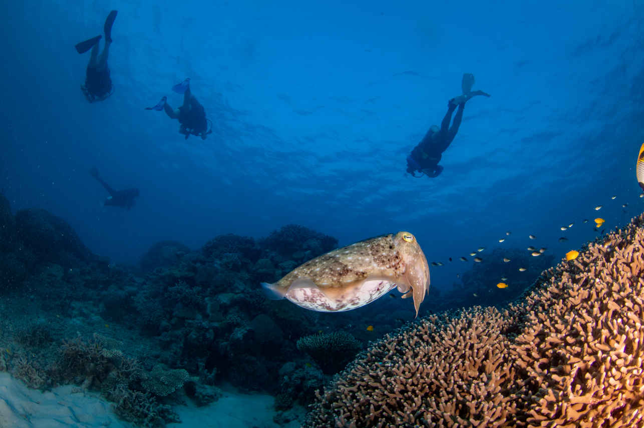 Vie aquatique - Reef Encounter
