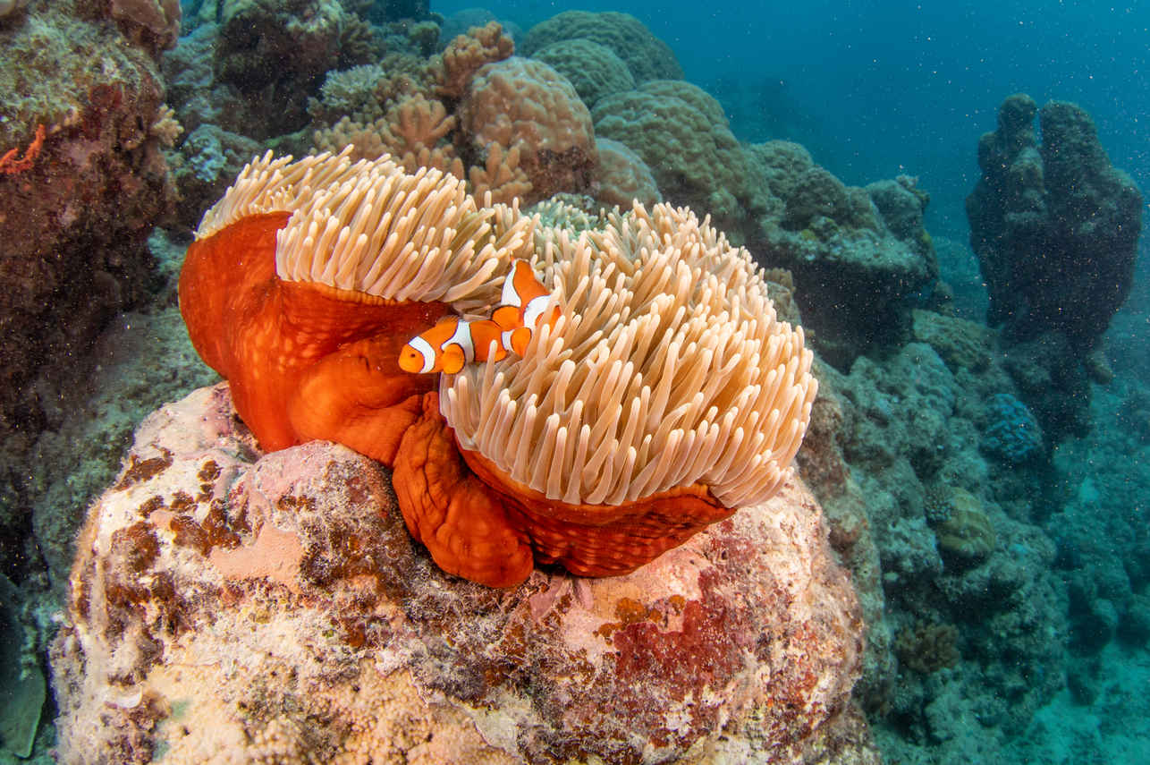 Vie aquatique - Reef Encounter