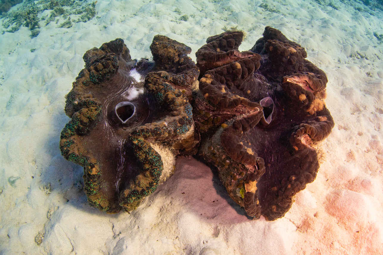 Vie aquatique - Reef Encounter