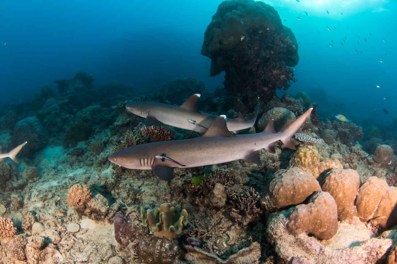 Requin - Reef Encounter
