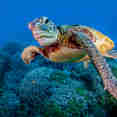 Tortue - Reef Encounter