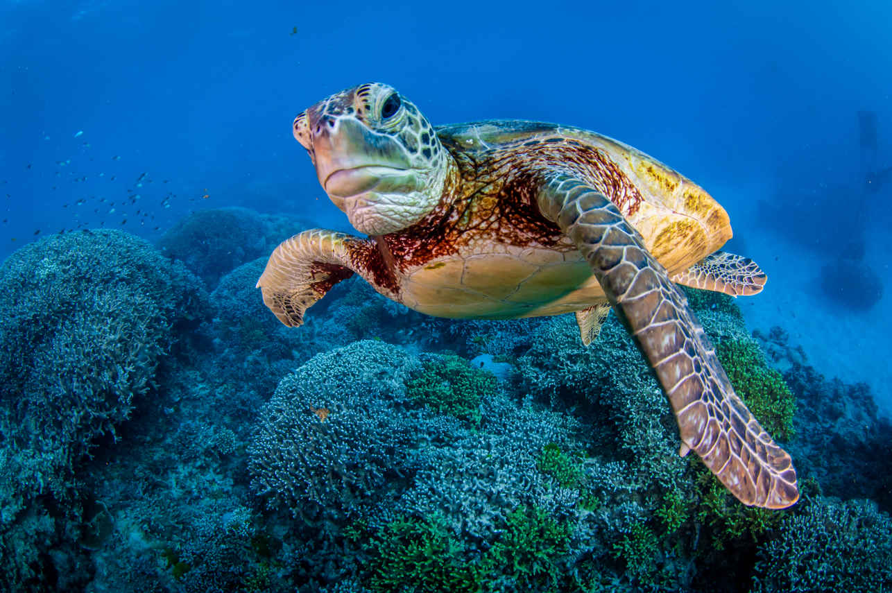 Tortue - Reef Encounter