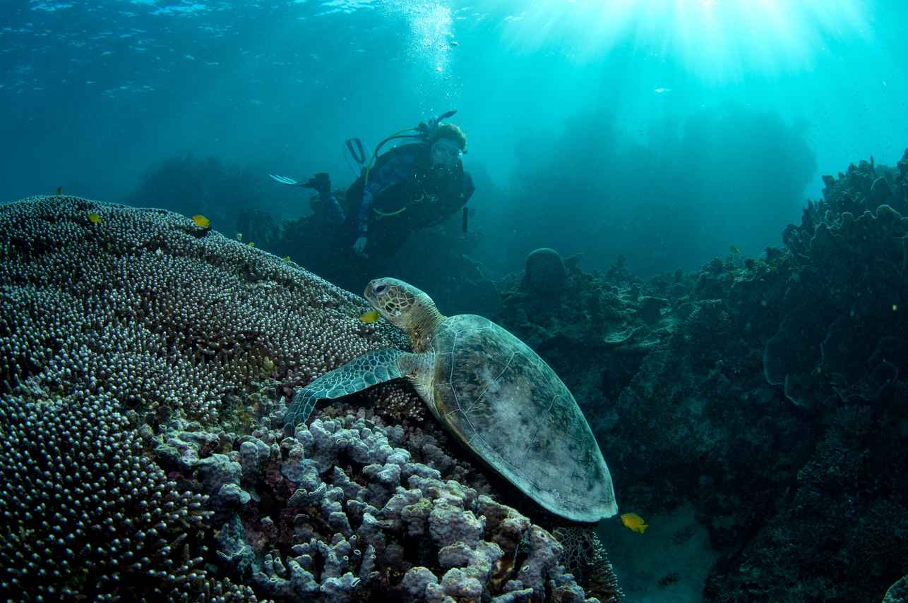 Tortue - Shore Thing Cruise