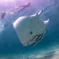 Raie manta - Shore Thing Cruise