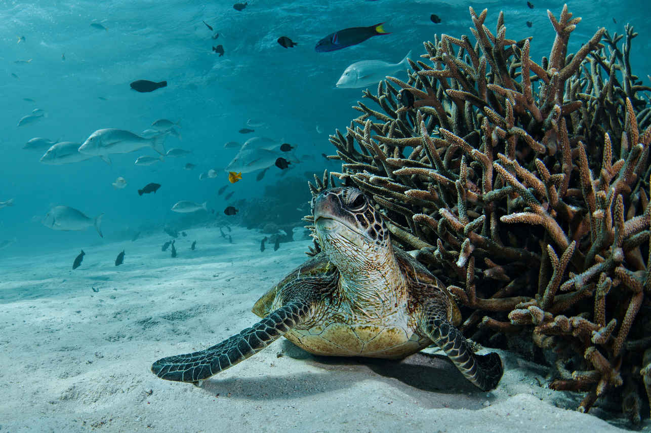 Tortue - Shore Thing Cruise