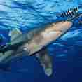 #shark  - Sinaistar
