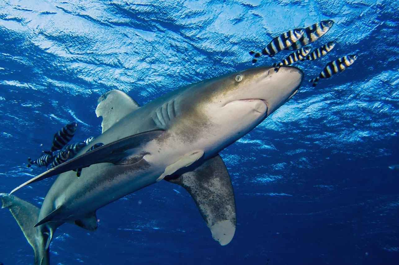 #shark  - Sinaistar