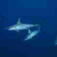 #shark  - Sinaistar