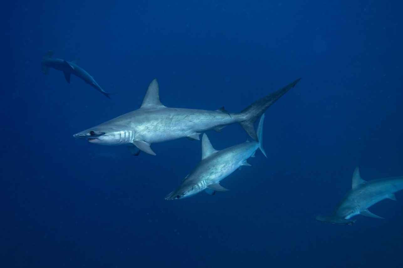 #shark  - Sinaistar