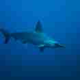 #shark  - Sinaistar