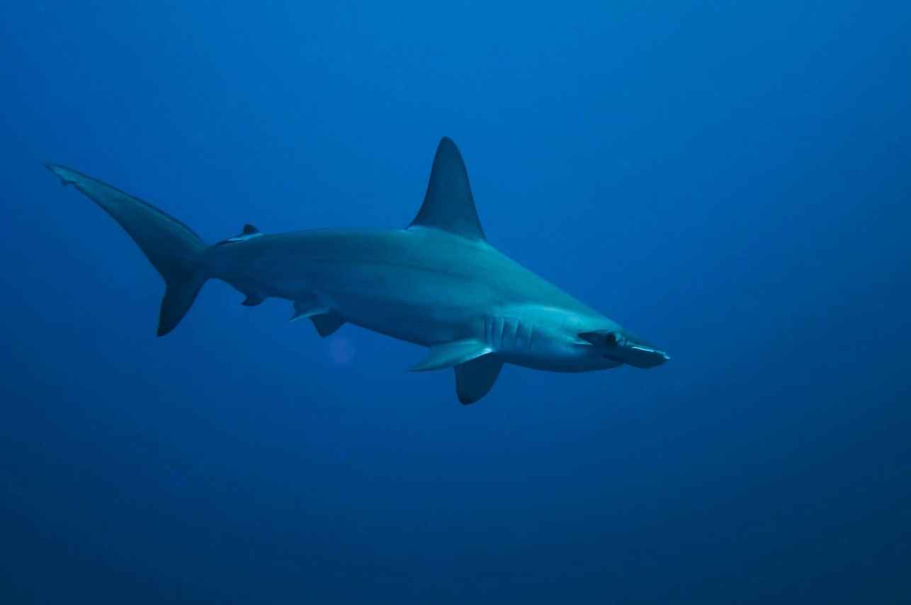 #shark  - Sinaistar