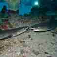 #shark  - Sinaistar