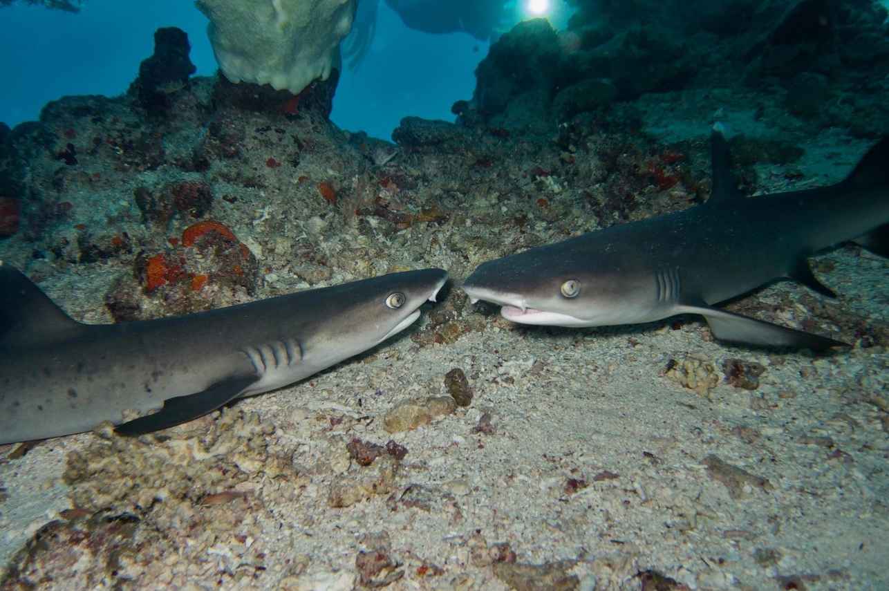 #shark  - Sinaistar