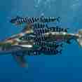 #marinelife  - Sinaistar