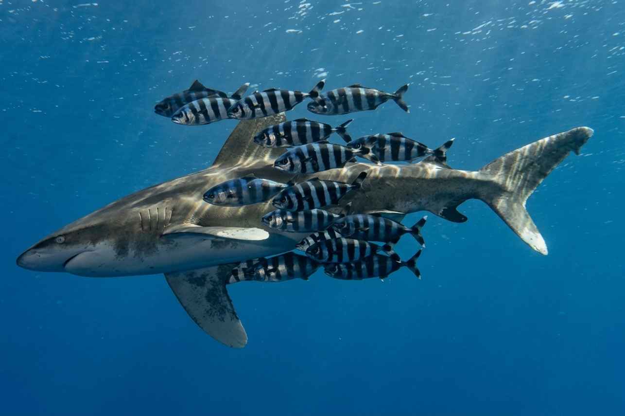 #marinelife  - Sinaistar