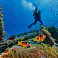 Diving