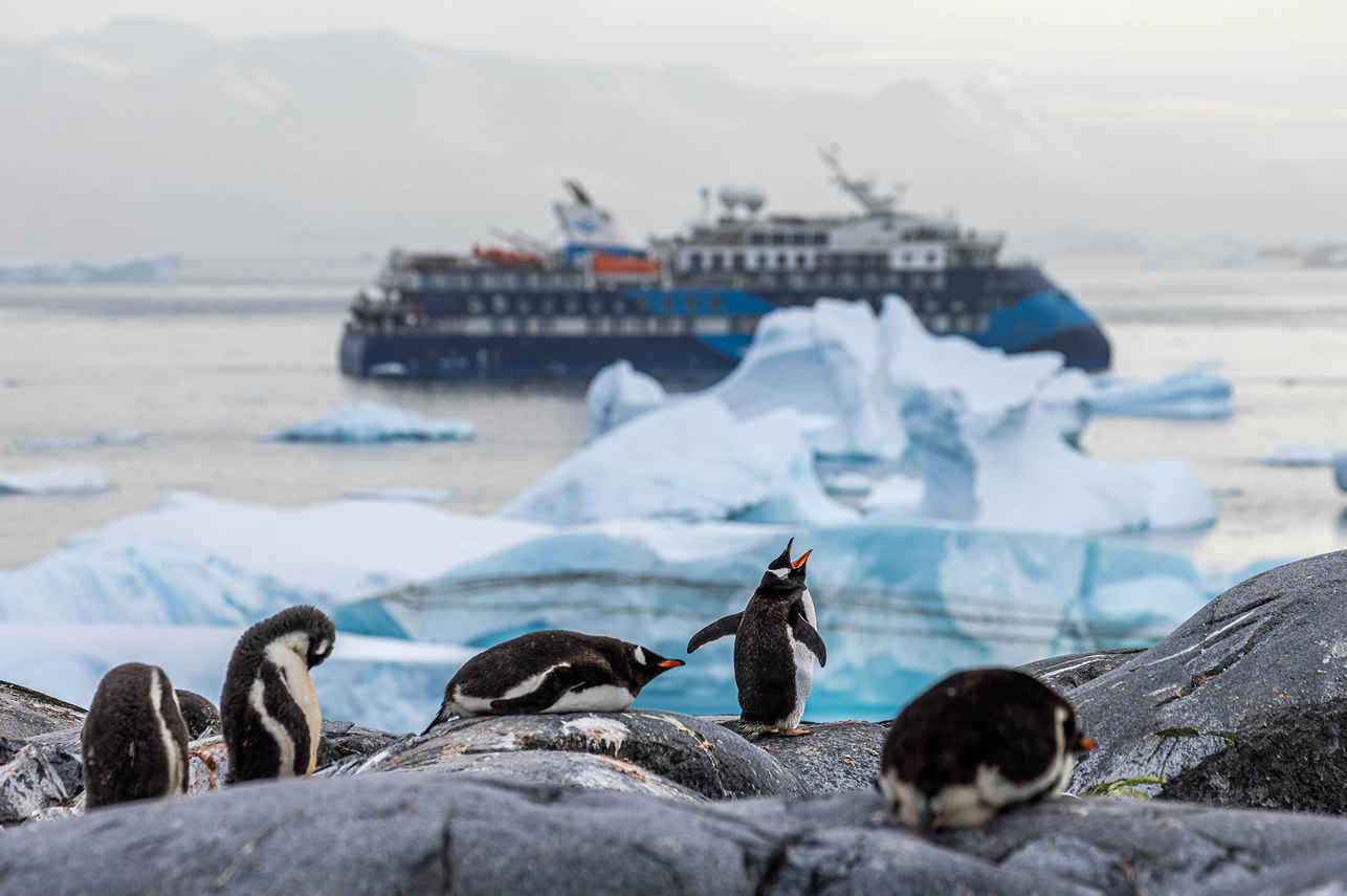 Pinguins - Ocean Victory Arctic