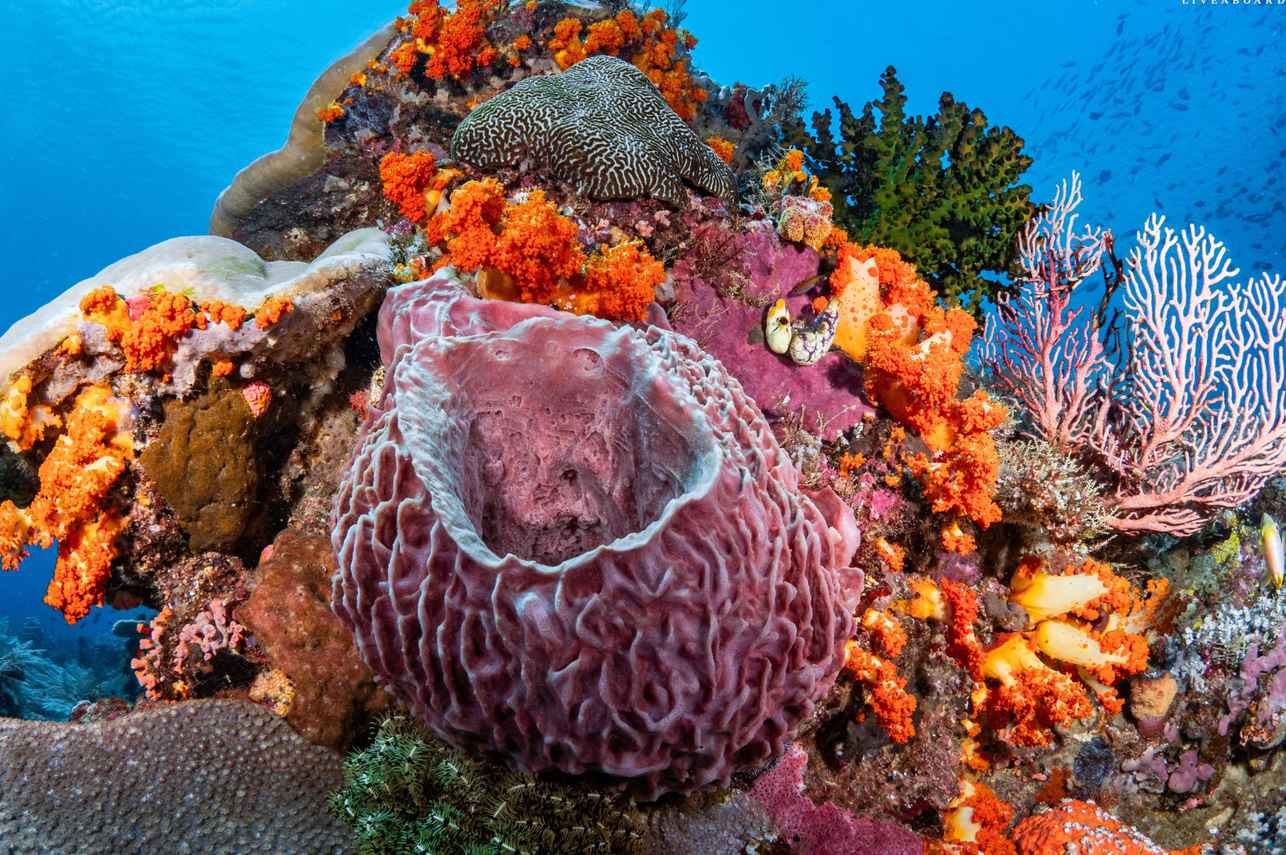 Marine Life - Putri Naga