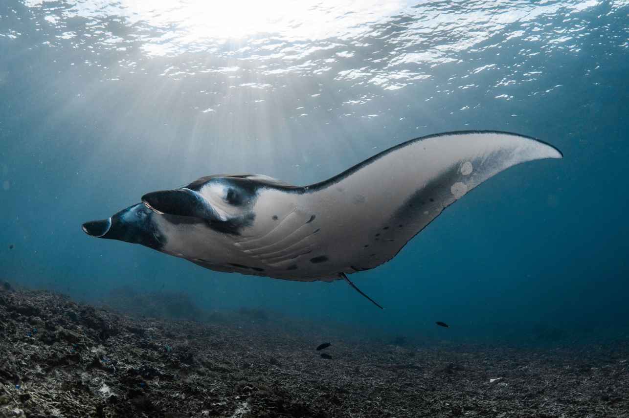 Manta Ray - Putri Naga
