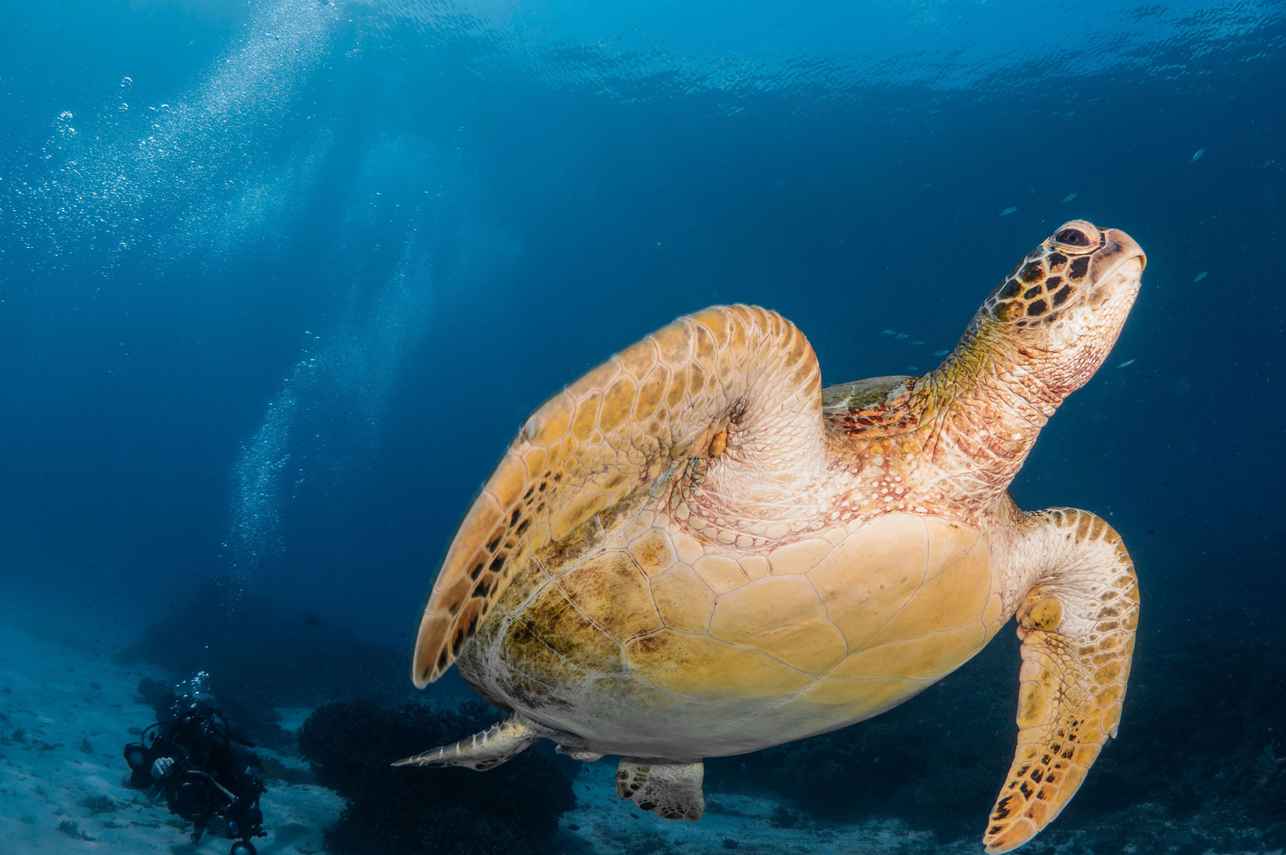 Turtle - Putri Naga