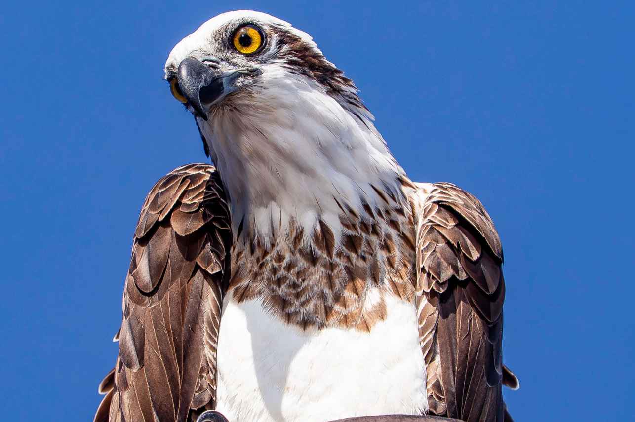 Osprey