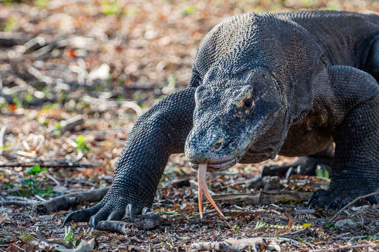 #komododragon  - Putri Naga