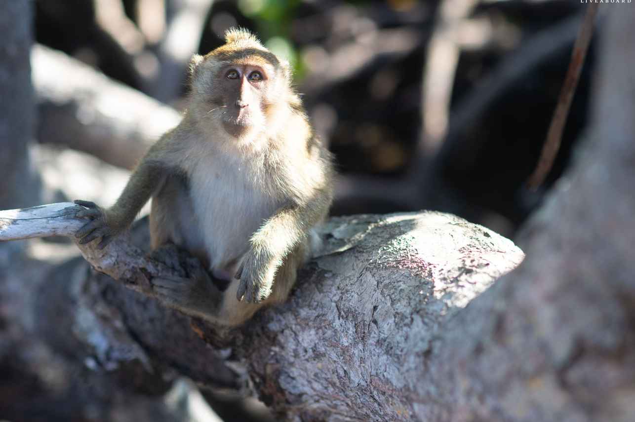 Monkey