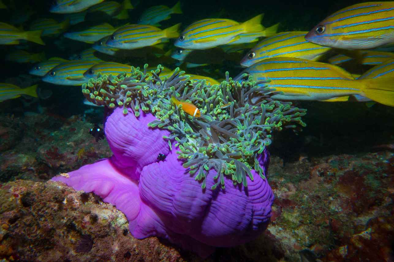 Marine Life - Emperor Explorer II
