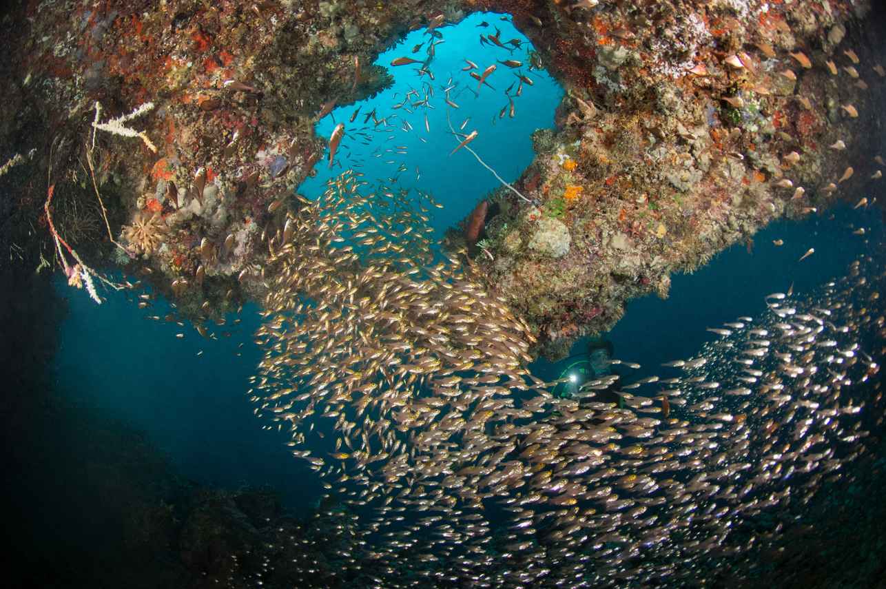 Marine Life - Emperor Explorer II