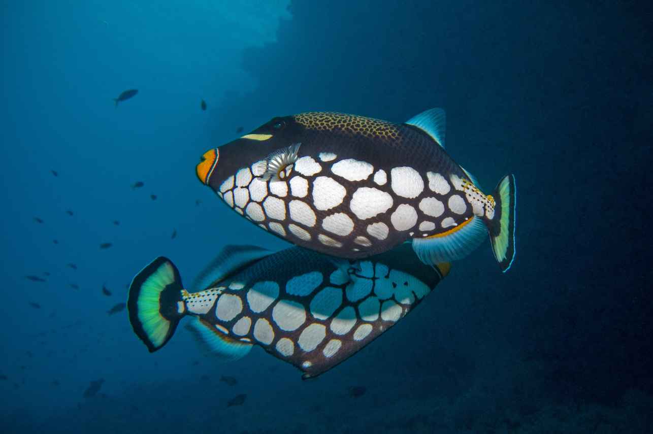Marine Life - Emperor Explorer II