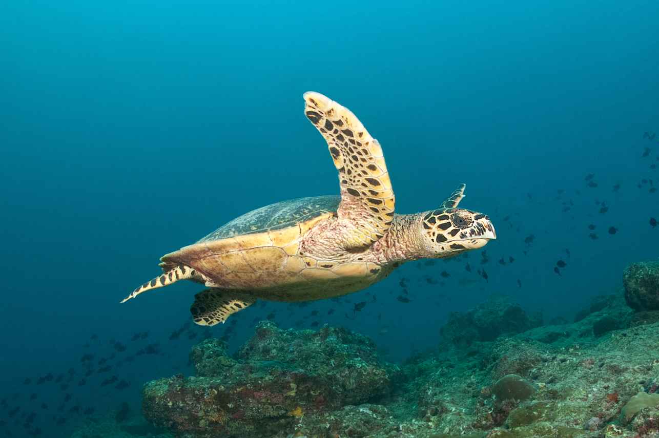 Marine Life - Emperor Explorer II