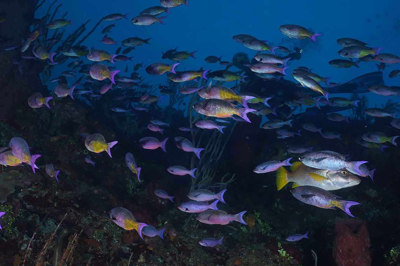 Marine Life - Belize Aggressor V